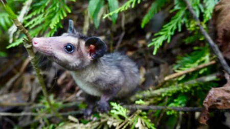 ¡A cuidar la fauna de nuestro territorio! liberan nueve zarigüeyas en Sabaneta tras proceso de rehabilitación Zarigueya-