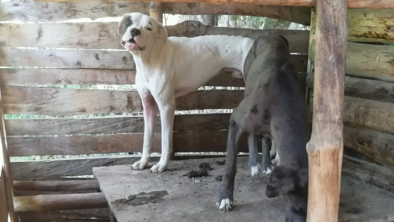 animales-aprehendidos-maltrato-medellin2