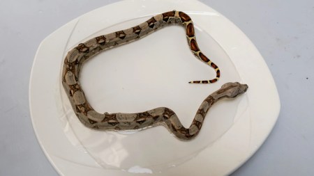 Una Boa Constrictor infantil fue rescatada en Sabaneta