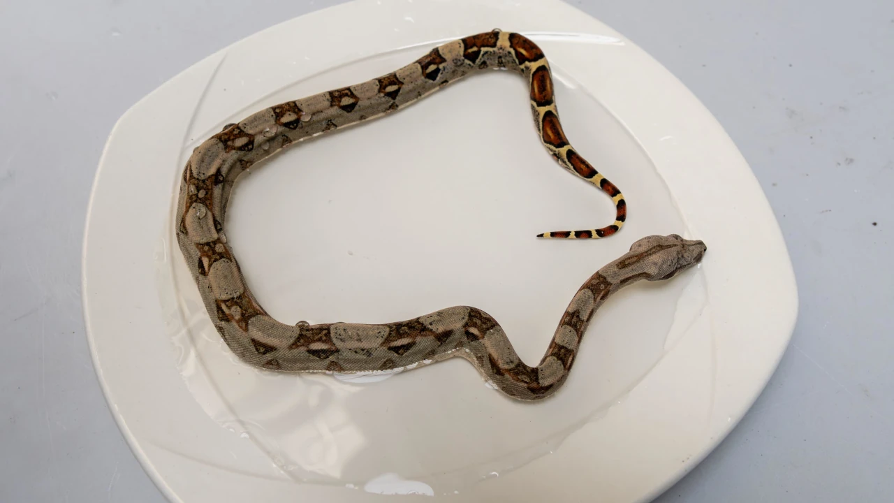 Una Boa Constrictor infantil fue rescatada en Sabaneta