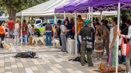 esterilizacion-Medellín