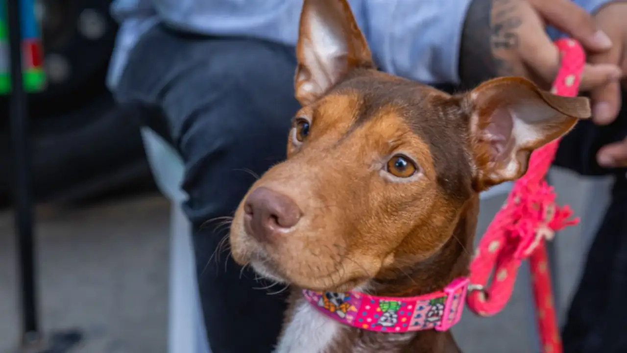esterilizacion-Medellín-tres