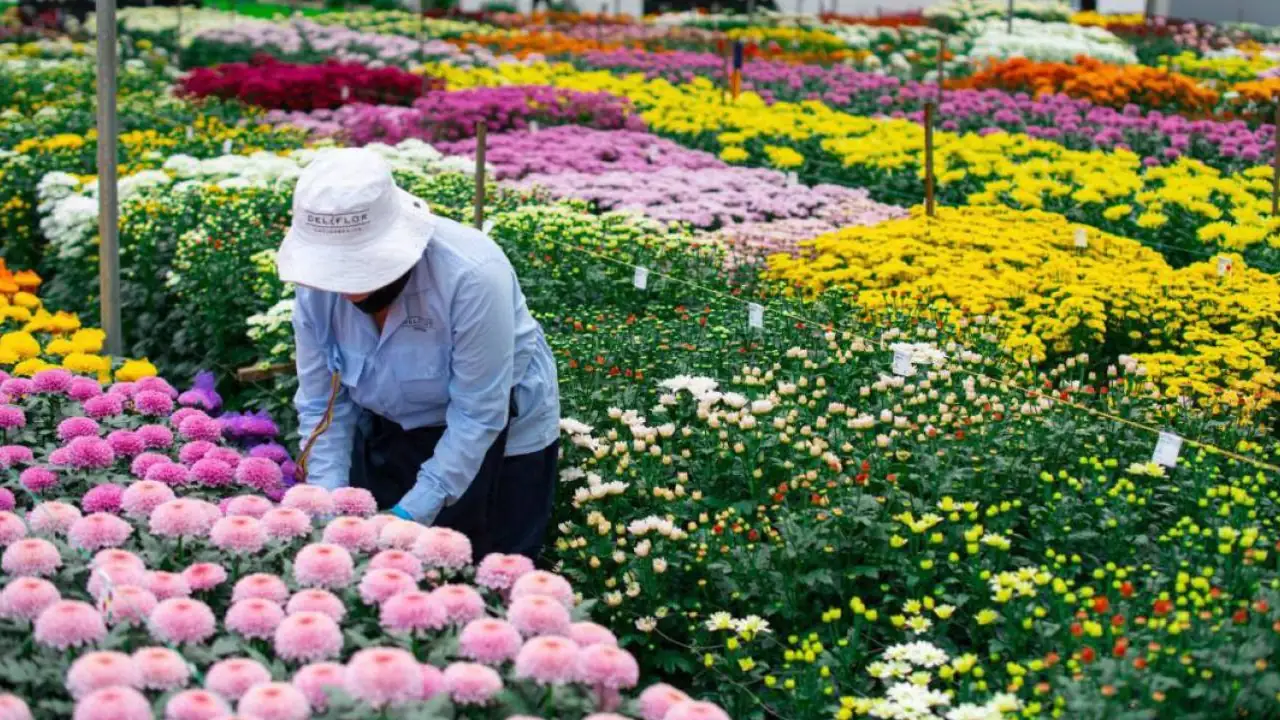 San Valentín: una fecha en la que los floricultores aumentan sus ganancias con exportaciones