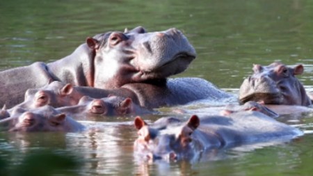 Hipopótamo perdió la vida durante proceso de reubicación en Puerto Triunfo hipopotamos puerto triunfo