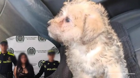 Imputan cargos a mujer que en Bello, presuntamente, lanzó la mascota de su expareja de un edificio judicializacion-mujer-lamzar-perro-edificio-bello