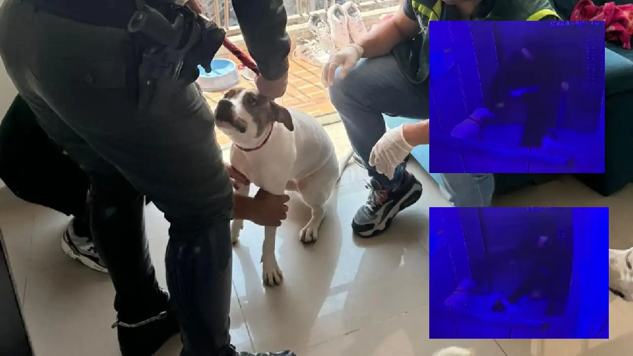 multa-maltrato-perro-itagui