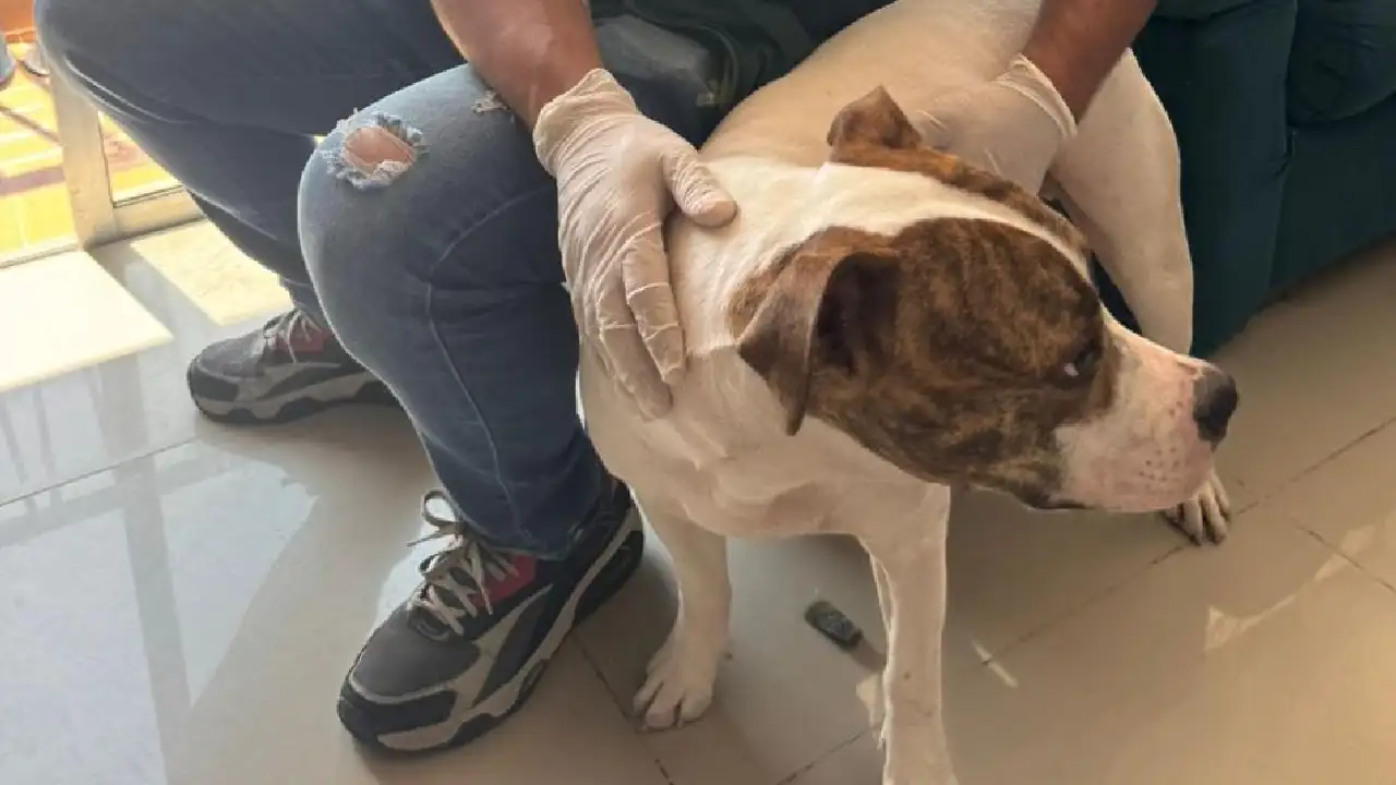 multa-maltrato-perro-itagui2
