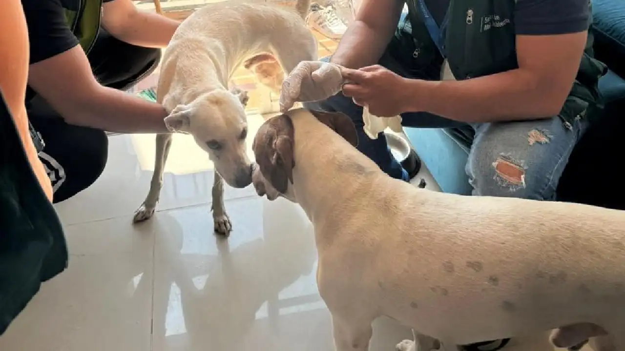 multa-maltrato-perro-itagui3