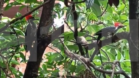 Video| ¡Qué belleza! Dos pájaros carpinteros fueron vistos en el barrio El Pinal en Enciso pajaros carpinteros