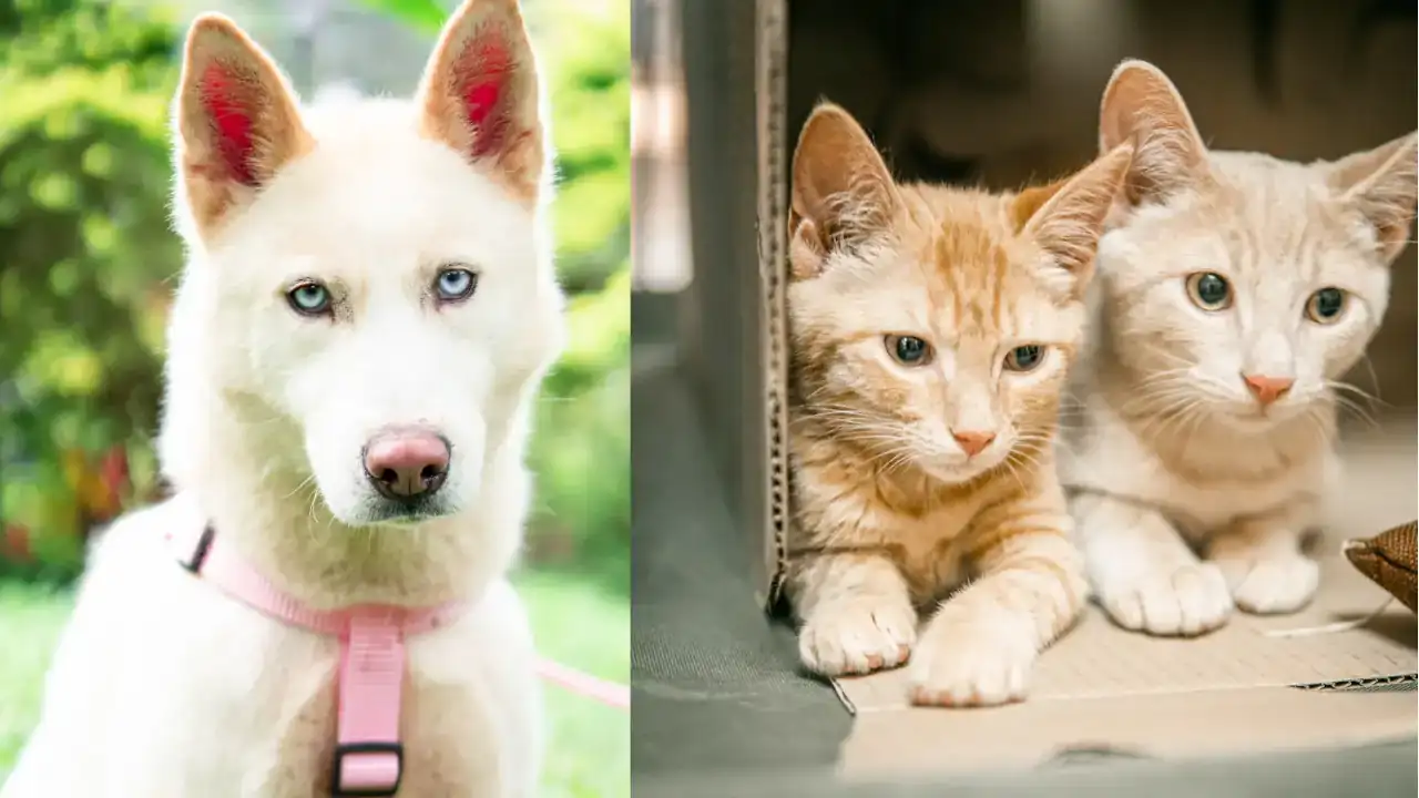 Adopta un amigo: 70 peluditos esperan por un hogar en Medellín en el que les den mucho amor