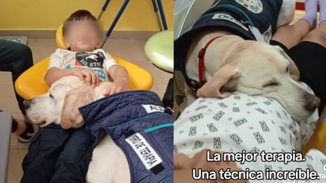 perro odontologo terapia