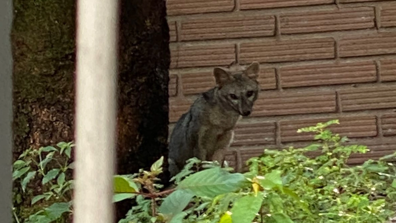 zorro1