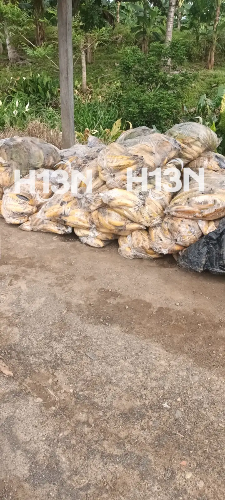 Crisis en Urabá: campesinos ven su plátano convertirse en abono por falta de ventas