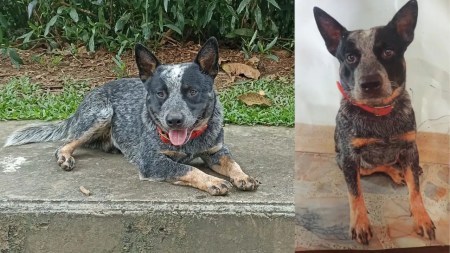 Desaparece “Búho” en Sabaneta, su familia lo busca desesperadamente Desaparece “Búho” en Sabaneta, su familia lo busca desesperadamente