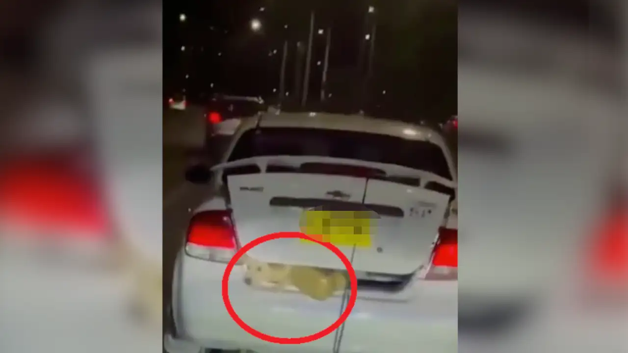 ¡Indignante! En la Avenida Regional, llevaban a un perrito en el baúl de un carro ¡Indignante! En la Avenida Regional, llevaban a un perrito en el baúl de un carro