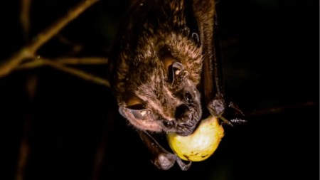 ¡Protejamos a los murciélagos! esta especie es esencial para nuestro ecosistema Murciélago