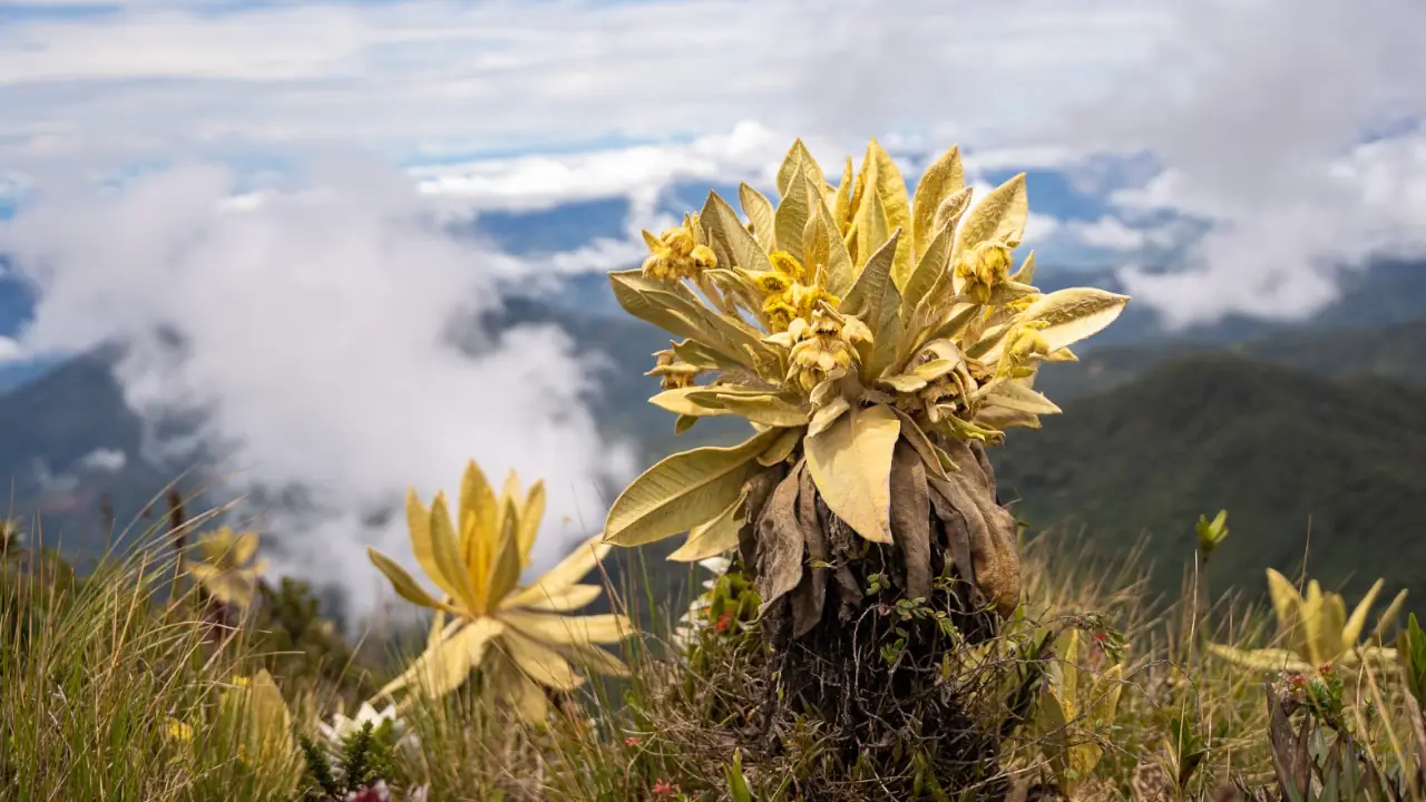 No perimirán el ingreso a turistas al cerro Las Palomas de Sonsón