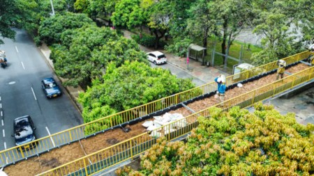 puentes peatonales-paisajismo-cruce de-fauna
