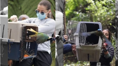 ¡Qué belleza! Animales silvestres fueron liberados en la Reserva Natural La Romera ¡Qué belleza! Animales silvestres fueron liberados en la Reserva Natural La Romera