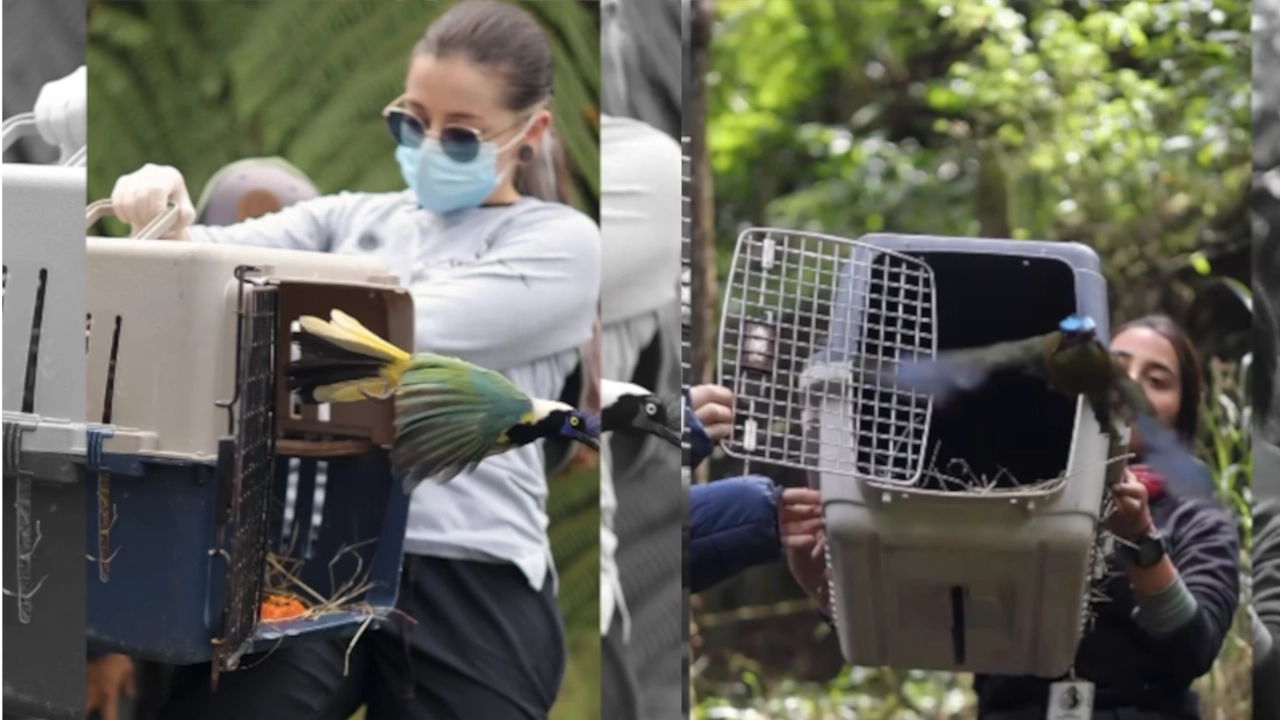 ¡Qué belleza! Animales silvestres fueron liberados en la Reserva Natural La Romera ¡Qué belleza! Animales silvestres fueron liberados en la Reserva Natural La Romera
