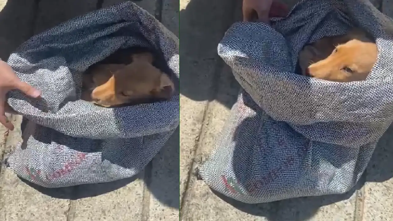¡Inhumanos! Hallan a dos cachorros en un costal que fue abandonado en basurero de El Carmen de Viboral abandono-cachorros-costal-carmen-viboral