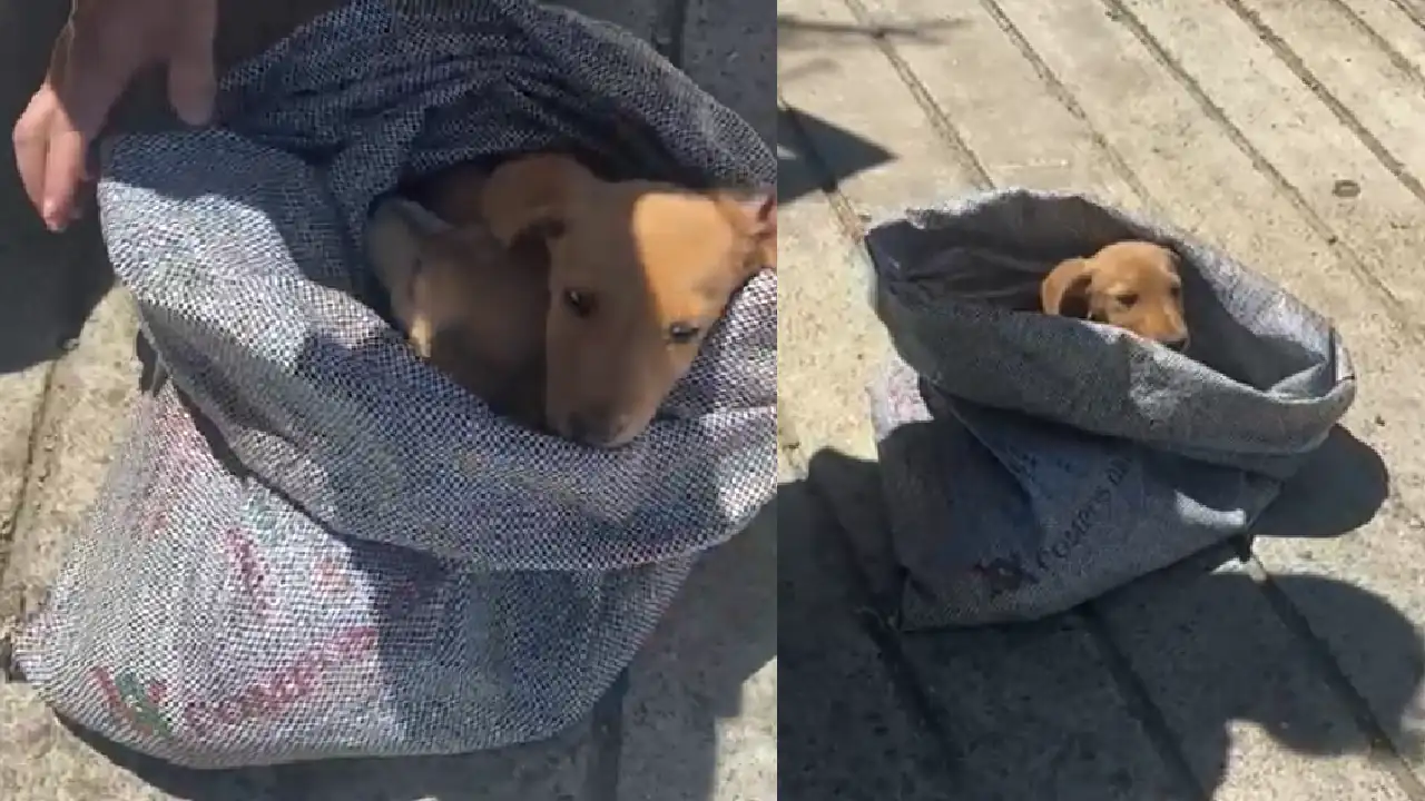 ¡Inhumanos! Hallan a dos cachorros en un costal que fue abandonado en basurero de El Carmen de Viboral 1 abandono-cachorros-costal-carmen-viboral1