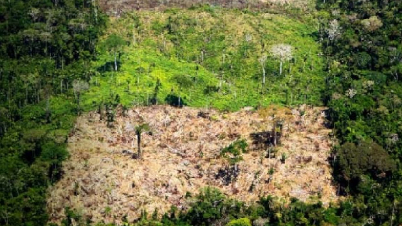 Combatir el acaparamiento de tierras en la Amazonía: nueva estrategia de la Procuraduría acaparamiento de tierras en la Amazonia