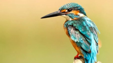 Mes de la Biodiversidad, desde mañana inicia el Festival de las Aves en Medellín