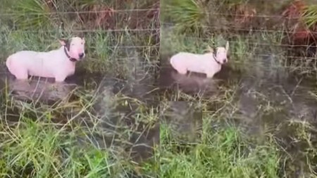 bullterrier tampa florida1