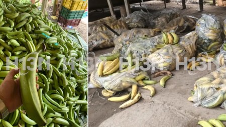 Crisis en Urabá: campesinos ven su plátano convertirse en abono por falta de ventas