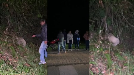 cruce-oso-perezoso-alcaldesa-la-union-funcionarios