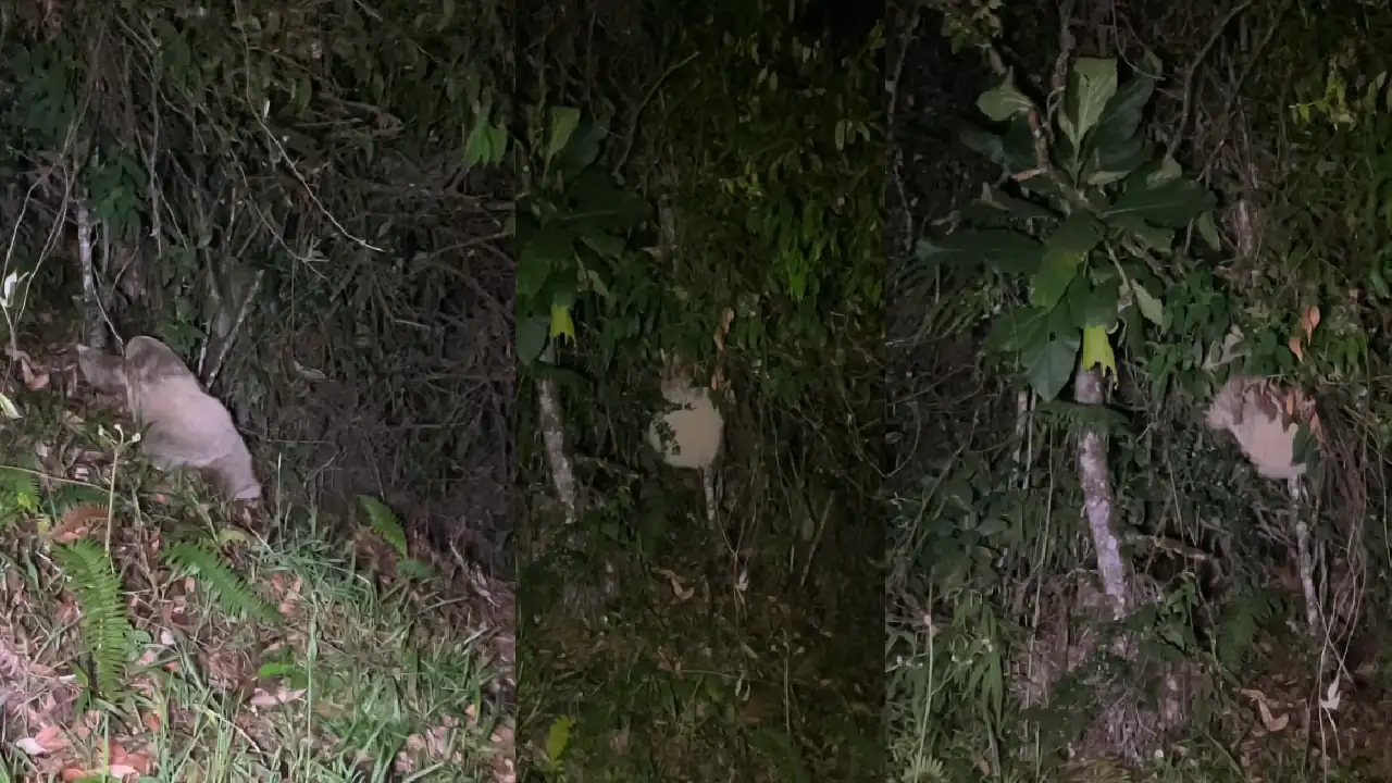 cruce-oso-perezoso-alcaldesa-la-union-funcionarios1