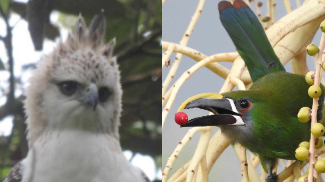 fauna silvestre