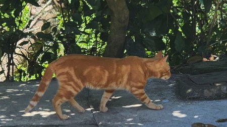 gatos-esteriliza-jornadas-valle-de-aburra-