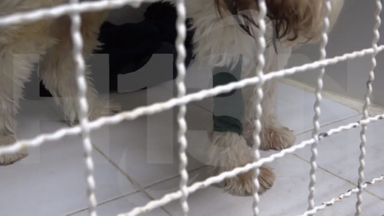 Un perro muerto y once más rescatados dejó una intervención a una vivienda del municipio de Guarne: eran maltratados 1 maltrato-animal-guarne-incautacion-perros