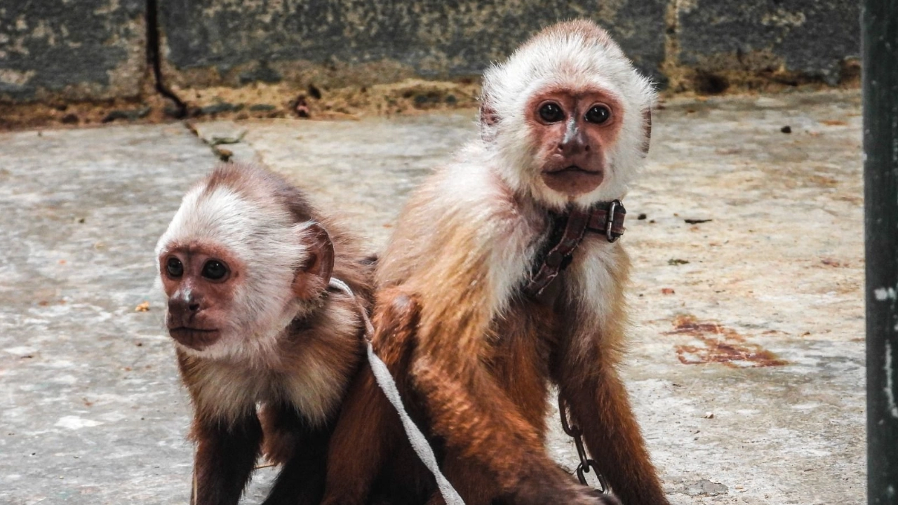 monos cauti3