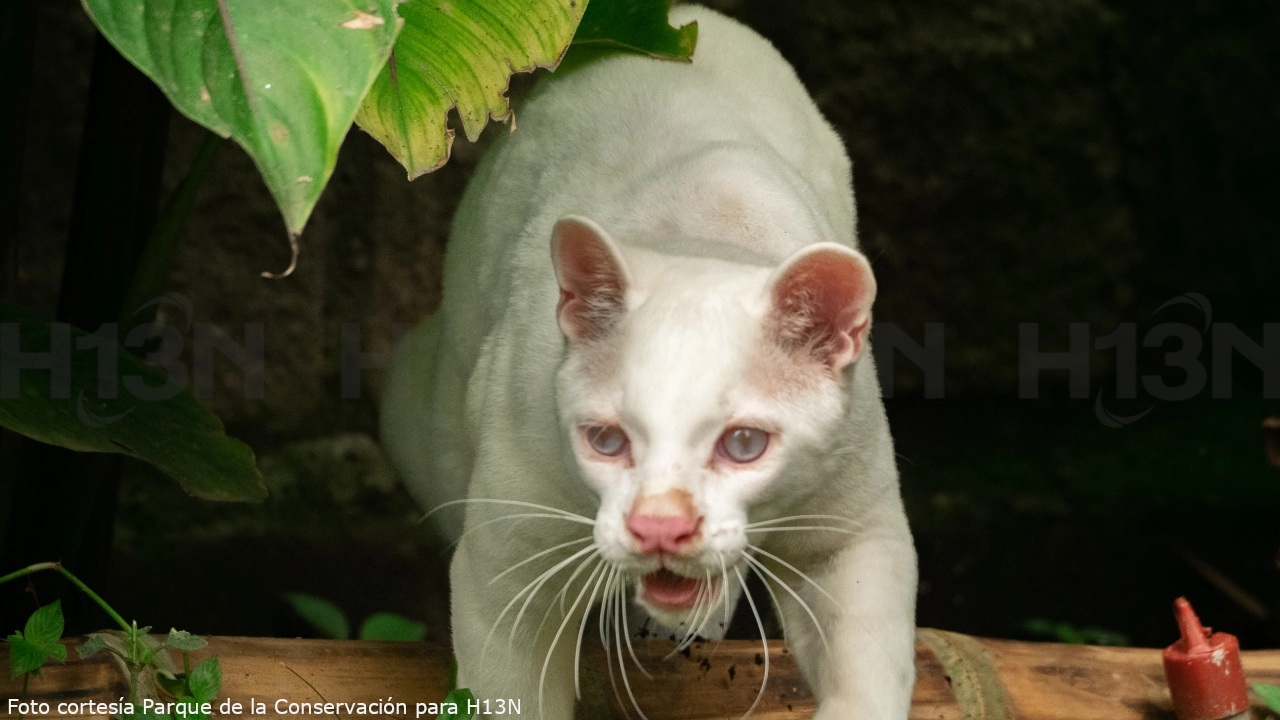 Fotos| Única, valiente y hermosa: así ha sido la evolución de La Ocelote Albina en el Parque de la Conservación 2 ocelote3