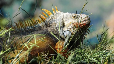 proteccion-ecosistemas-iguana-fauna