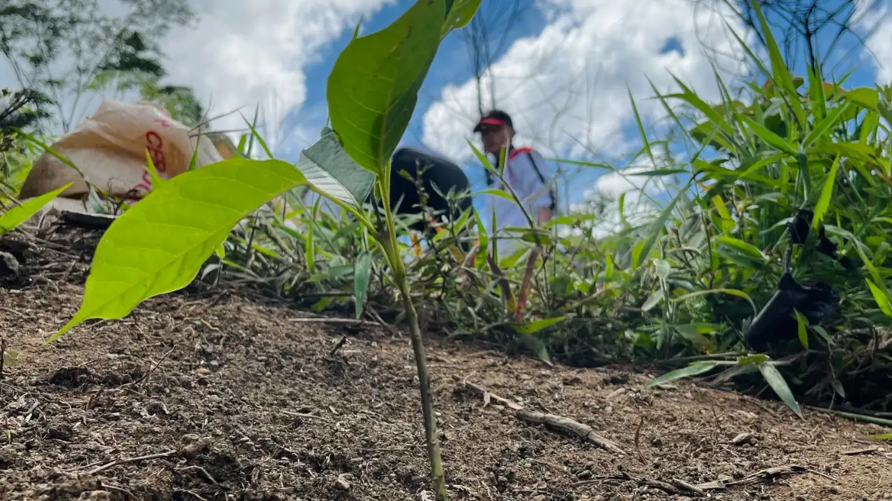 Sembratón en Medellín: 46.000 nuevos árboles para el Bosque de los Héroes