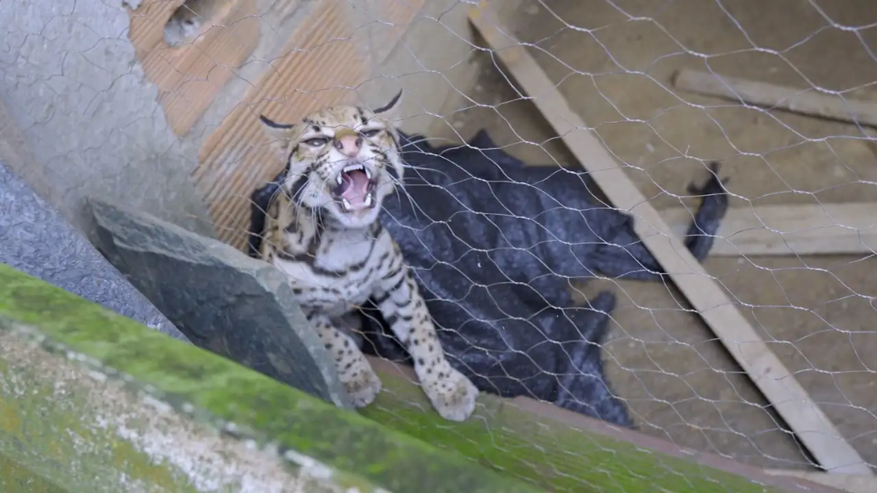 En Bello, rescatan a un ocelote desnutrido y en cautiverio; arrestan al presunto responsable