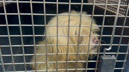 Adopción-perrita