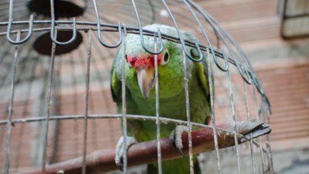 ¡No más maltrato animal! En acción conjunta, rescatan 14 aves en cautiverio en Medellín Aves