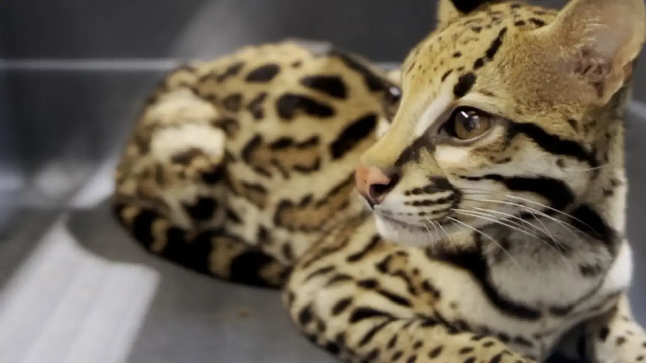 En Bello, rescatan a un ocelote desnutrido y en cautiverio; arrestan al presunto responsable