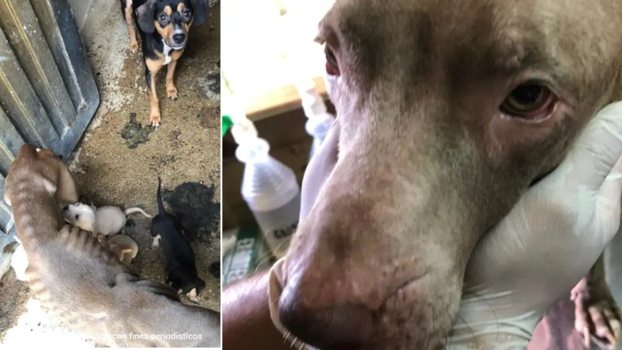 Autoridades rescatan a perrita y sus cachorros en Sabaneta, estaban en avanzado estado de desnutrición