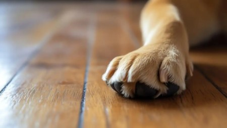 Por el fallecimiento de una perrita en gestación, capturan a un veterinario en Itagüí