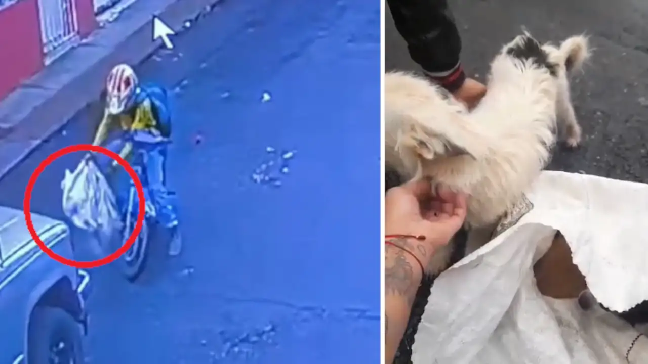 Quedó grabado cómo un desalmado abandonó a una perrita y sus cachorros dentro de un costal en Medellín