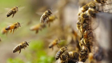 ¡Qué susto tan bravo! Ataque de abejas en escuela rural de Caldas dejó a 54 niños y seis adultos con picaduras abejas