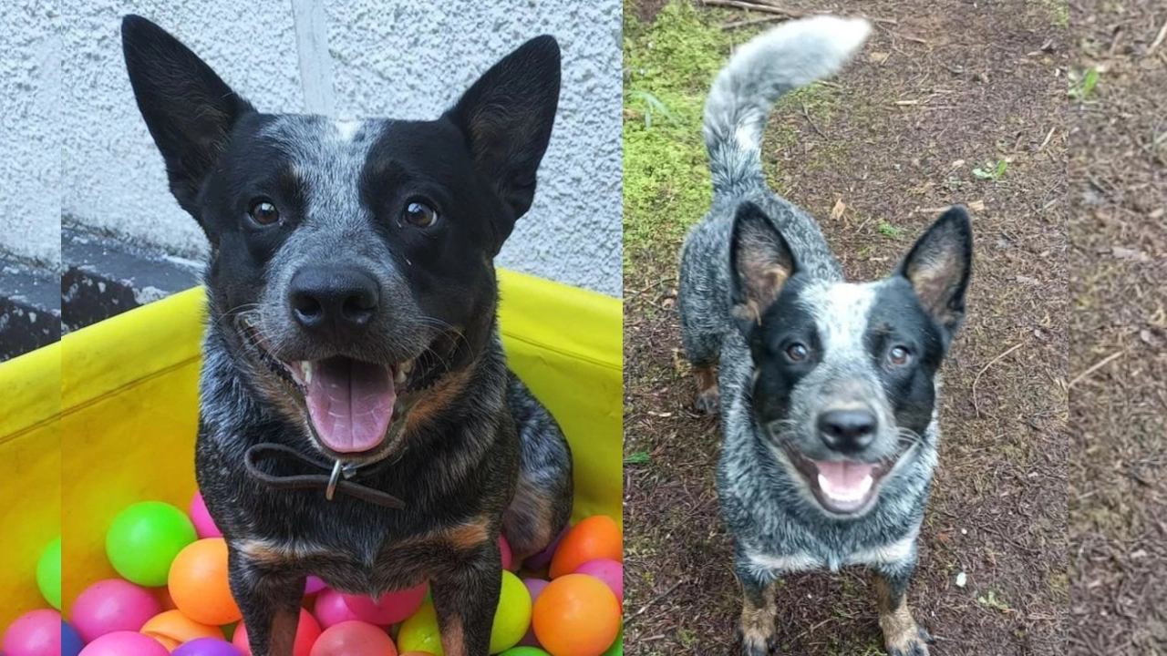 Van 34 días y “Búho” nada que aparece, su familia no pierde la esperanza Van 34 días y “Búho” nada que aparece, su familia no pierde la esperanza