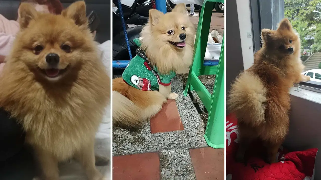 Este hermoso perrito responde al nombre de “Coffe” y está desaparecido hace cuatro día en Medellín