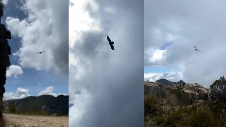 condor-sobrevolando-cielos-colombia